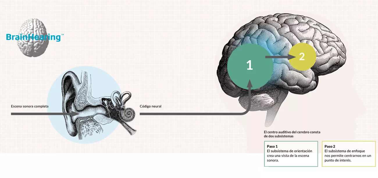 brain-hearing-GA