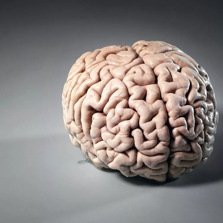 cerebro
